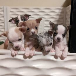 Sporty Mix puppies from Dauntless Chihuahuas