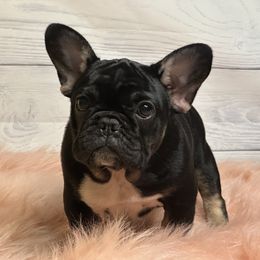 French Bulldog Puppies from Xklusive frenchies
