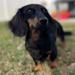 Kobe - Dachshund