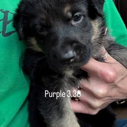 Boy 4 - Bi-color male German Shepherd puppy in Germantown, Ohio from TNT Pups