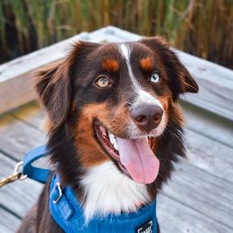 Luka - Miniature American Shepherd
