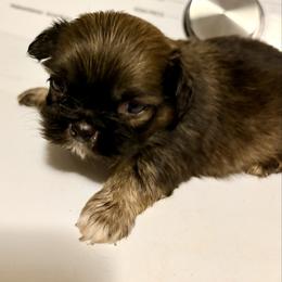 Male 2 - Fawn sable male Pekingese puppy in Crown City, Ohio from Amy’s Lil Pekingese