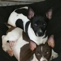 Teddy Roosevelt Terriers from Bravado
