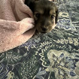 Dachshund Puppies from T&J Lovable Long-Haired AKC Dachshunds