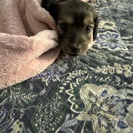 Dachshund Puppies from T&J Lovable Long-Haired AKC Dachshunds