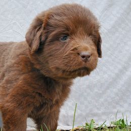 Hazel (Black) - Brown female Newfoundland puppy in Winfield, Pennsylvania from Najuananlo Newfoundlands