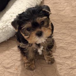 Mozart - Blue and gold male Yorkshire Terrier puppy in Portland, Oregon from Bohemian Beauty Yorkshire Terrier