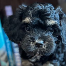 Cavapoos, Cockapoos, Cocker Spaniels, and Goldendoodles from Red Stick Kennels, LLC