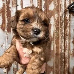 Assorted Doodle Crosses, Aussiedoodle, Australian Shepherd, Long Haired Weimaraner, Shihpoo, and Shih Tzu Puppies from Rockiń N Kennel
