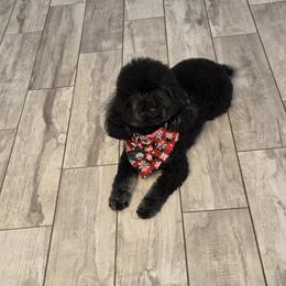 Luna - Poodle