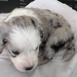 Snowflake - Blue merle female Miniature Australian Shepherd puppy in Town 'N' Country, Florida from House of Miniature Aussies