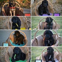 Poodle Puppies from Nay Design Poodles