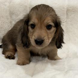 Milo - Cream male Dachshund puppy in Charleston, Illinois from Gooddach’s Dachshunds