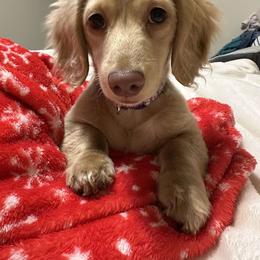 Dachshund Puppies from Lucy’s Mini Doxies
