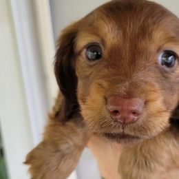 Dachshunds from Kimberley's Dachshunds