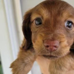 Dachshunds from Kimberley's Dachshunds