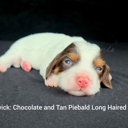 Baileywick - Piebald male Dachshund puppy in Quitman, Mississippi from S-and-A Kennels