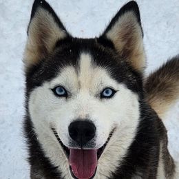 Magnolia - Siberian Husky