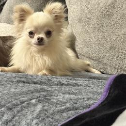 Twinkie - Chihuahua