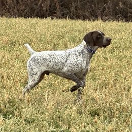 Jack - German Shorthaired Pointer
