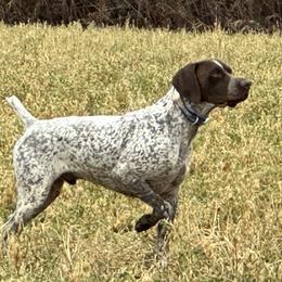 Jack - German Shorthaired Pointer