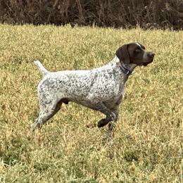 Jack - German Shorthaired Pointer
