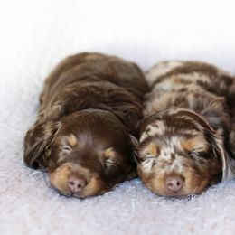 Dachshund Puppies from MyGaDachs