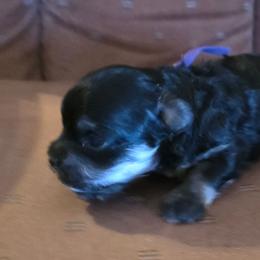 Daizie - Phantom female Poodle puppy in Wittmann, Arizona from Marlees Puppies 1