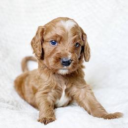 Cavalier King Charles Spaniel and Cavapoo Puppies from Red Skye Cavaliers and Cavapoos