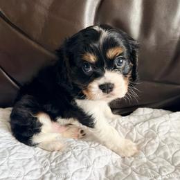 Peppercioni - Tri-color male Cavalier King Charles Spaniel puppy in De Soto, Missouri from Blooming Cavaliers