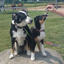 Australian Shepherds from Tammy's Australian Puppy's Northern Illinois