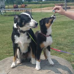 Australian Shepherds from Tammy's Australian Puppy's Northern Illinois