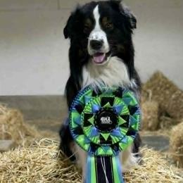 Australian Shepherds from Ramos Standards