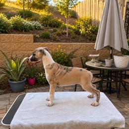 Hops - Fawn brindle male Whippet puppy in Menifee, California from Wonderstruck