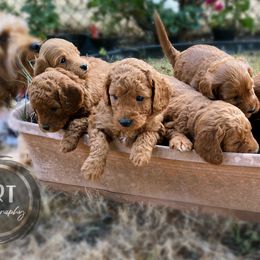 Goldendoodle Puppies from BasilBella’s Doodles