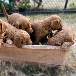 Goldendoodle Puppies from BasilBella’s Doodles