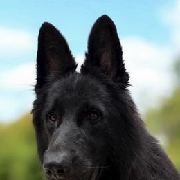 Patron - Black male German Shepherd puppy in Davie, Florida from Vom Broward Haus