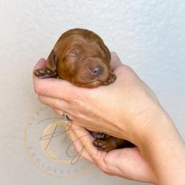 Havarti - Red  female Goldendoodle puppy in Murrieta, California from Apricot Poodles & Goldendoodles, LLC
