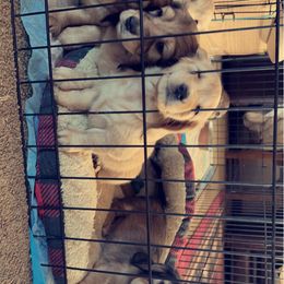 Dachshund Puppies from Loveland Doxies