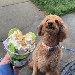 Simonne - Poodle