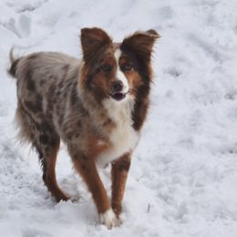 Brie - Toy Australian Shepherd