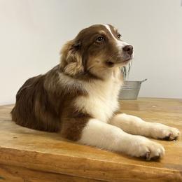 Sonoran Sidewinder - Red tri-color Australian Shepherd puppy in Beaver, Utah from Renegade Point Stock Dogs