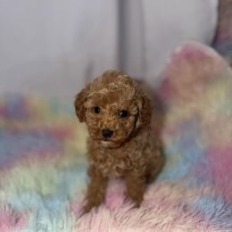 Baby - Red male Maltipoo puppy in San Diego, California from Maltipoos SD