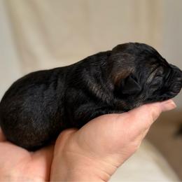 Boy 3 - Sable male German Shepherd puppy in Ashland, Alabama from CzechDDR