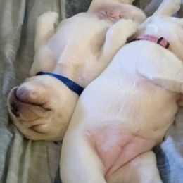 French Bulldogs from SD Jackpot Frenchies