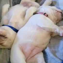 French Bulldogs from SD Jackpot Frenchies