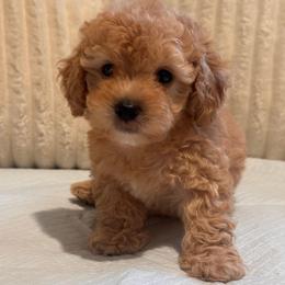 Teddy - Apricot female Maltipoo puppy in Bakersfield, California from Silvia's Maltipoos