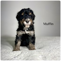 Muffin - Tri-color male Bernedoodle puppy in Pennsylvania from Bells Bernedoodles