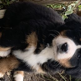 Bernese Mountain Dog Puppies from Blakener’s Bernese mountain dogs