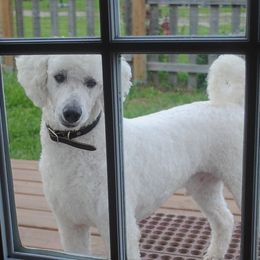 Bolt - Poodle